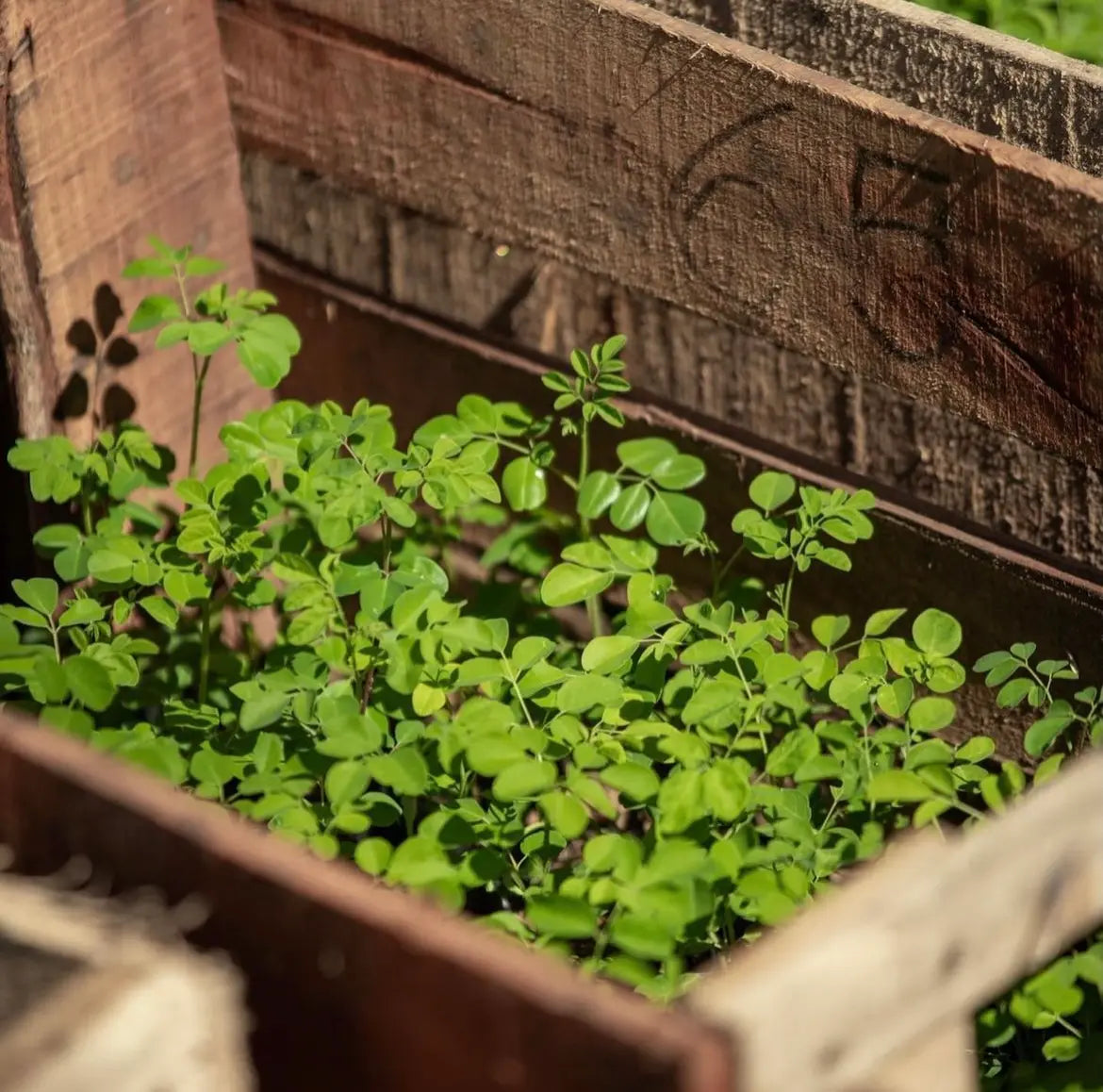 Unlocking Moringa's Health Marvels