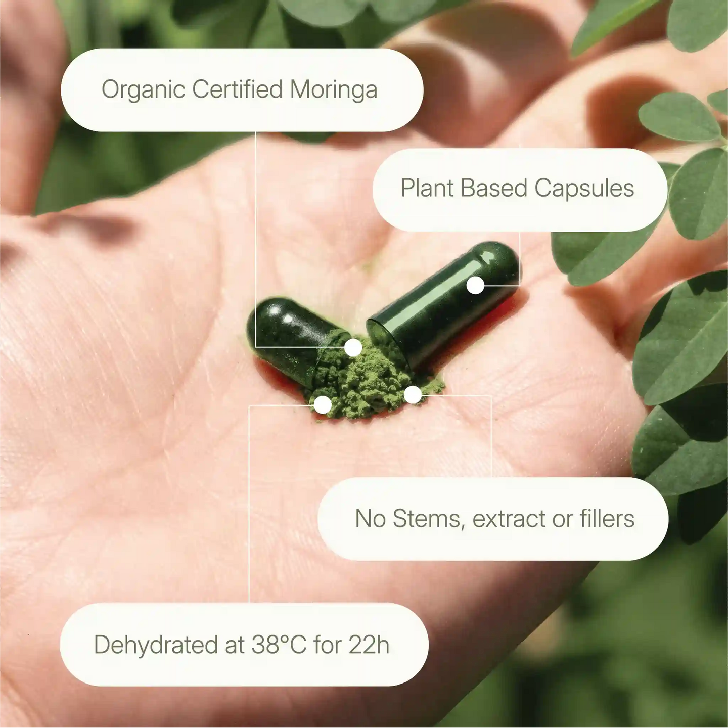 Open organic moringa capsule in hand showing green moringa powder, plant-based, no fillers, dried at 38 degrees celsius