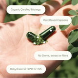 LANG:EN|Open organic moringa capsule in hand showing green moringa powder, plant-based, no fillers, dried at 38 degrees celsius