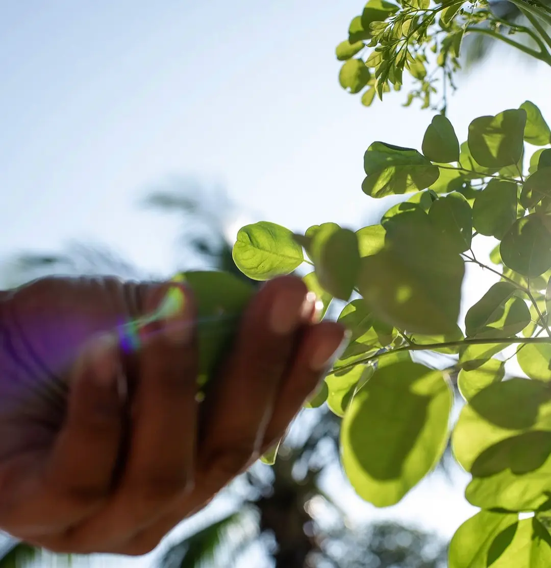 Benefit of Moringa, Picking moringa leaf