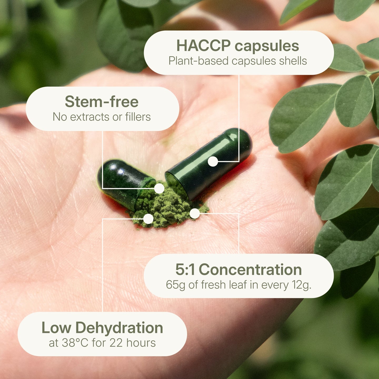 A close-up of two open Treelogy Organic Moringa Capsule halves on a hand, revealing green powdered leaf material, with green leaves in the background. Indonesian labels point to details: 'Kapsul HACCP', 'Tanpa batang', 'Konsentasi 5:1', 'Dehidrasi suhu rendah'. High-quality specifications from Bali, Indonesia.