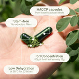 LANG:EN|A close-up of two open Treelogy Organic Moringa Capsule halves on a hand, revealing green powdered leaf material, with green leaves in the background. Indonesian labels point to details: 'Kapsul HACCP', 'Tanpa batang', 'Konsentasi 5:1', 'Dehidrasi suhu rendah'. High-quality specifications from Bali, Indonesia.