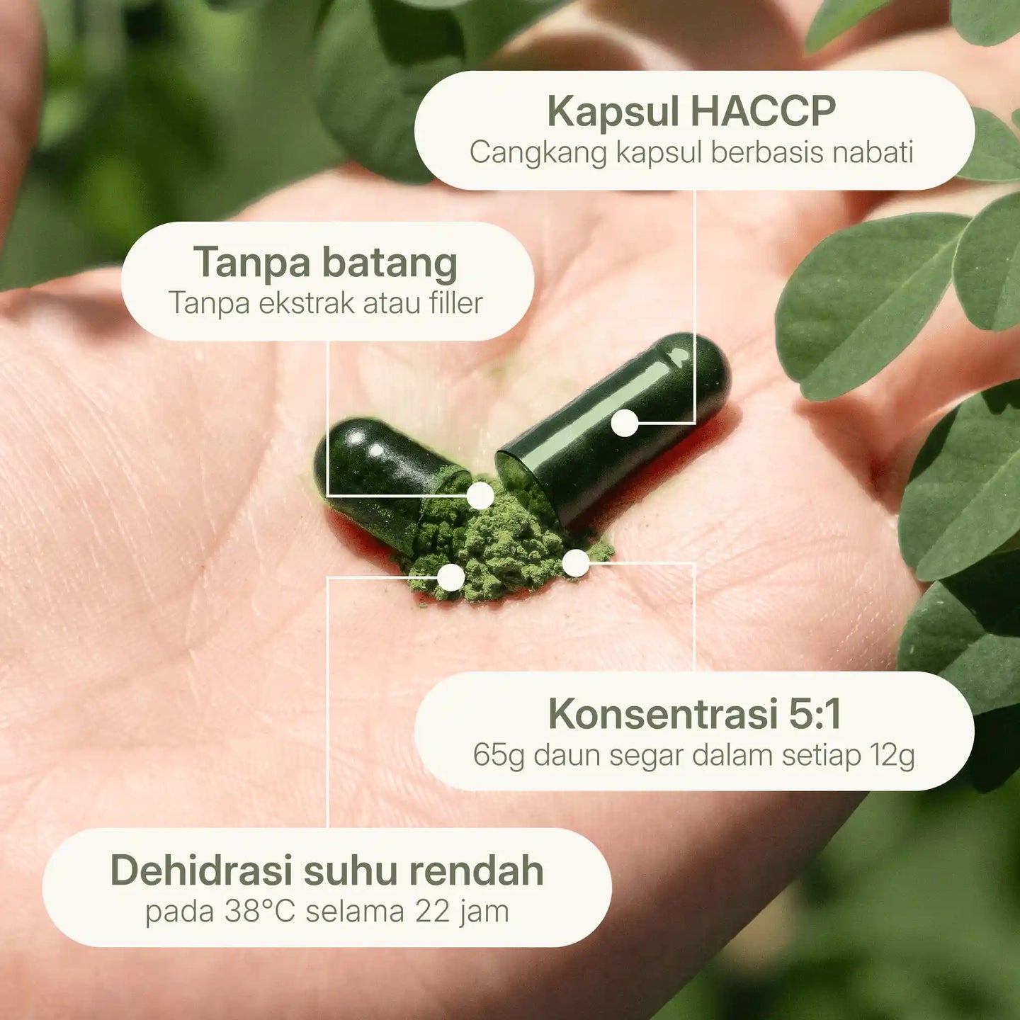 Detail kapsul nabati Treelogy dengan konsentrasi 5:1 dari 65g daun segar yang didehidrasi pada suhu rendah untuk menjaga potensi nutrisi.