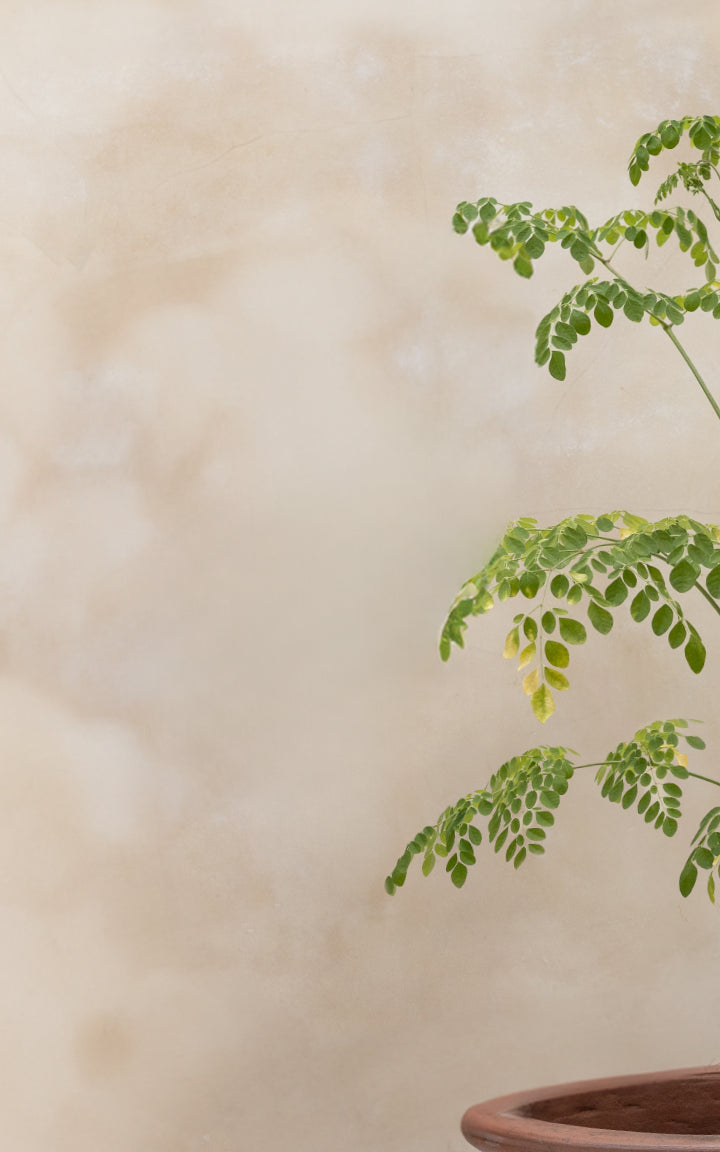 Moringa plant in a clay pot placed against a light beige wall, showcasing natural growth and simplicity.