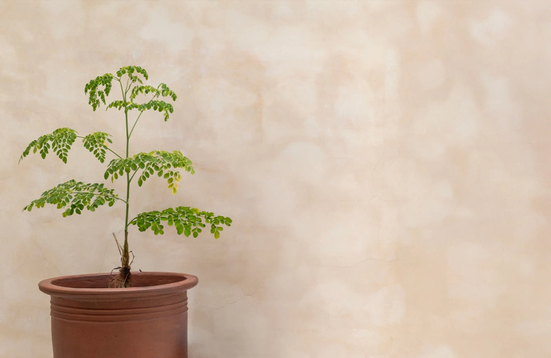 Young moringa tree growing in a terracotta pot against a beige textured wall.