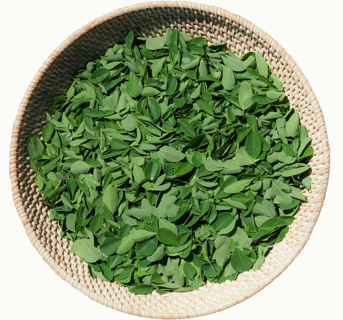 Powder halus daun moringa