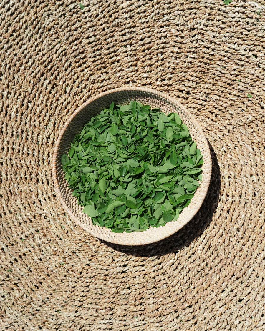 Fresh moringa leaves in a basket