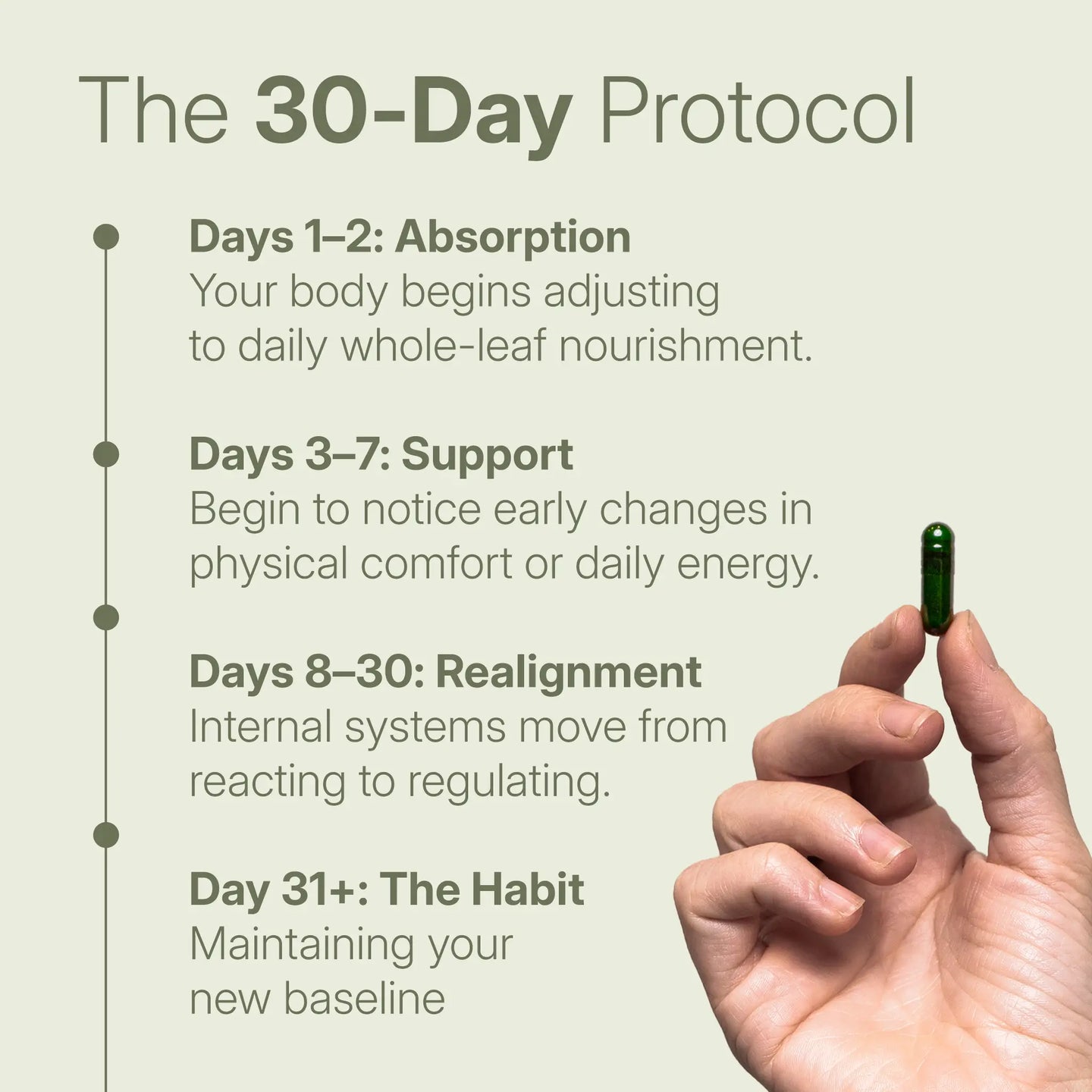 The Treelogy 30-day biological realignment protocol: moving from absorption to active support and a new systemic baseline.