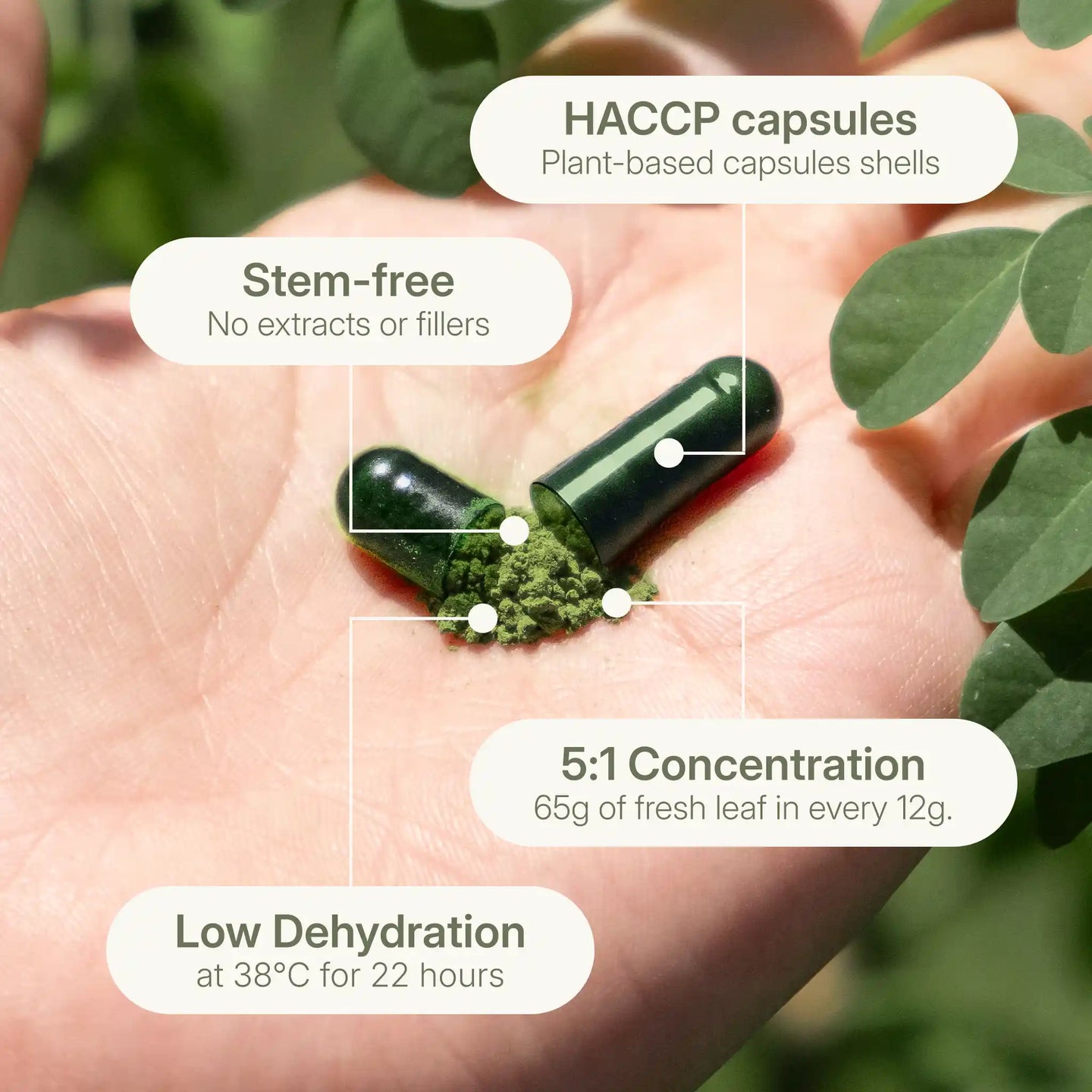 A plant-based capsule showing Treelogy's 5:1 concentration—65g of fresh leaf reduced to 12g of high-potency powder for efficient absorption.