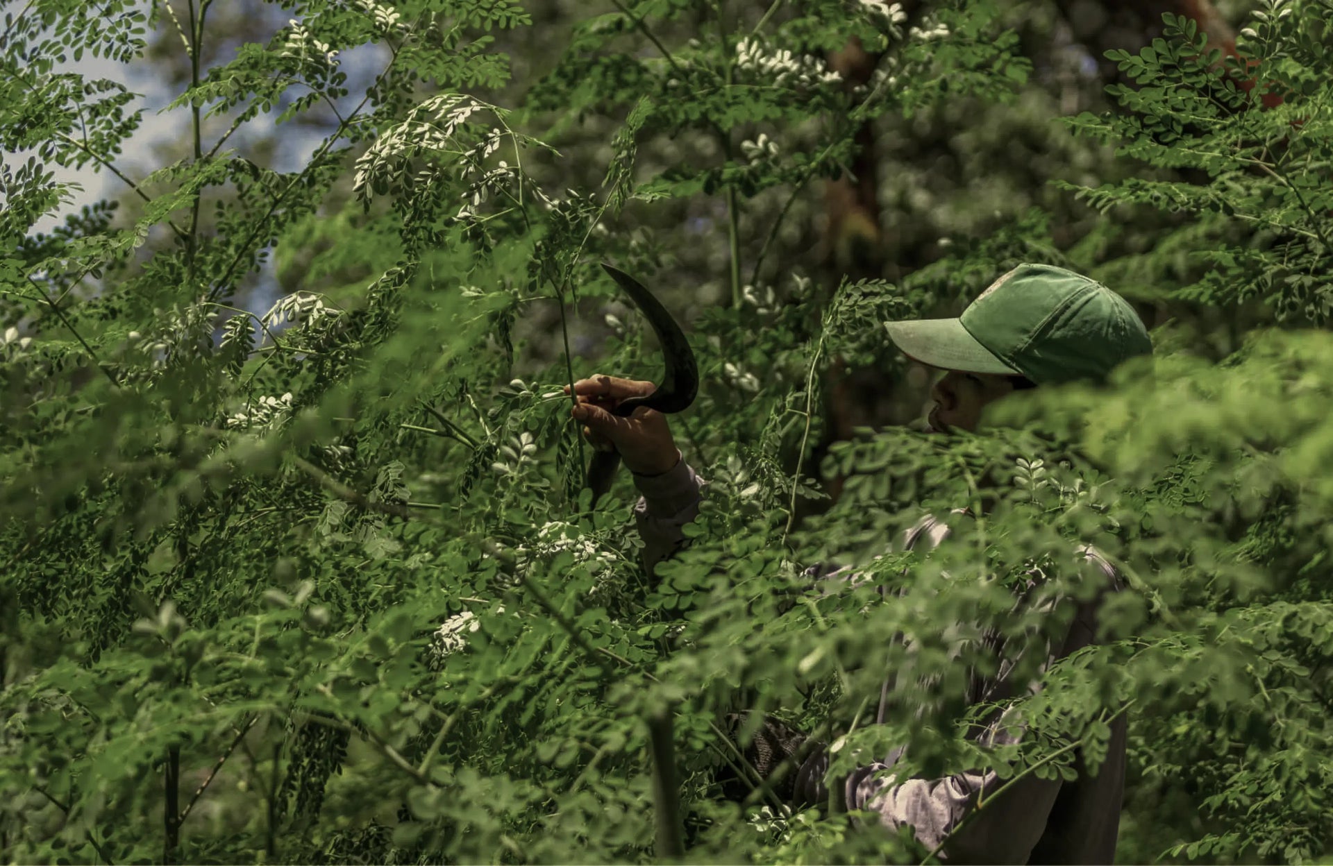 Person harvesting moringa leaves with a curved blade while surrounded by dense green foliage.