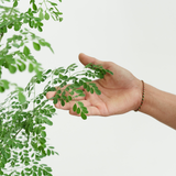 Human hand gently touching fresh moringa leaves — symbolizing Treelogy’s ethical farming and respect for Earth’s living wisdom.