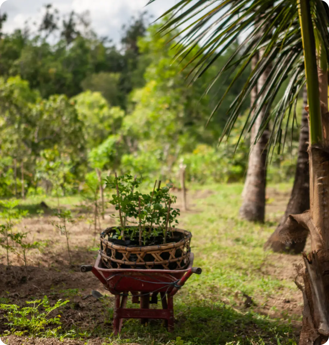 Young moringa seedlings in a woven basket placed on a red wheelbarrow in a lush garden setting.