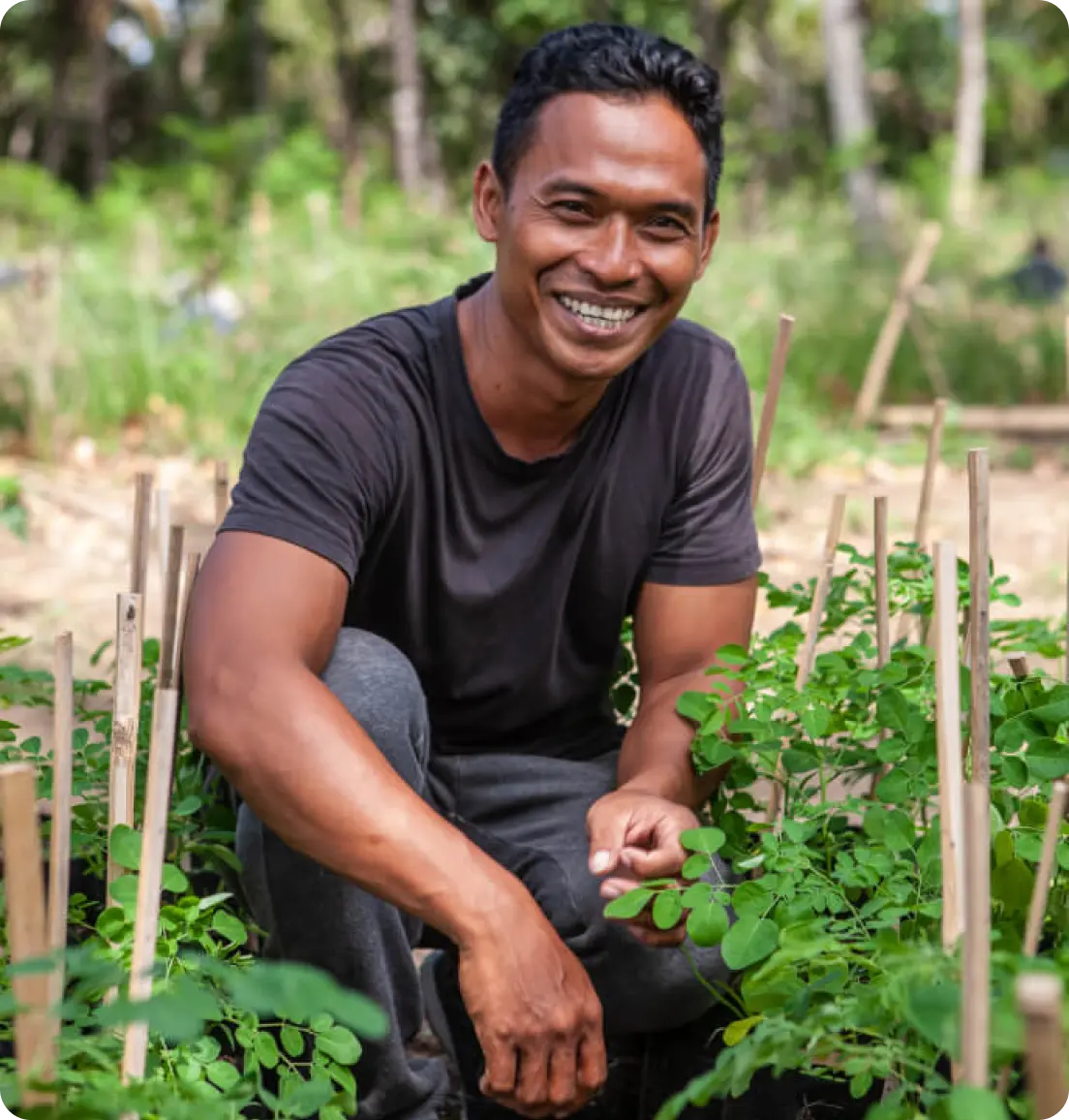 Smiling man crouching in a moringa garden, surrounded by young plants and wooden stakes.