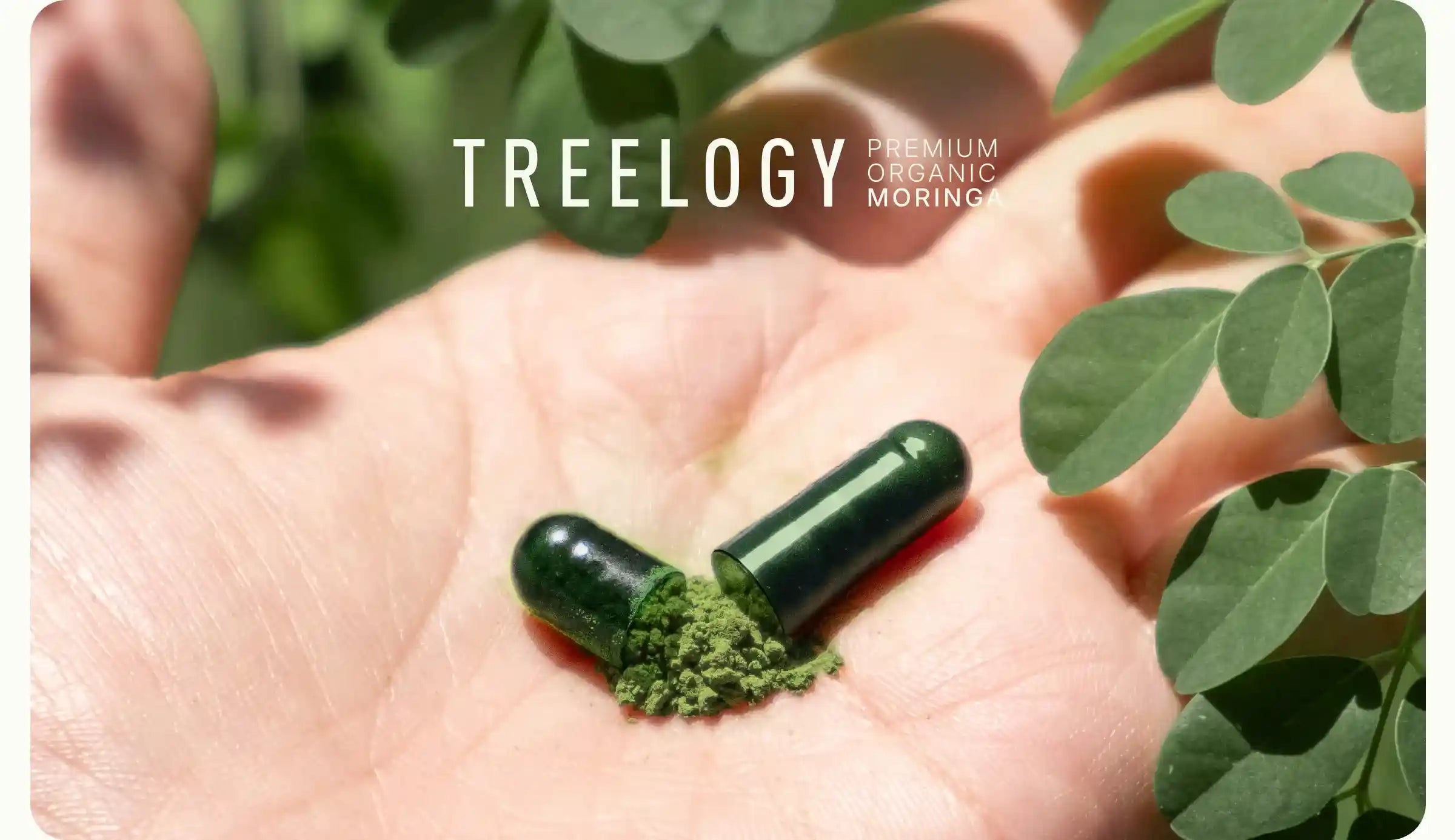 Moringa capsules in an open palm